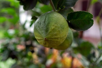 close up of lemon fruit