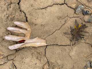 A hand glove is partially buried in the ground, with a plant growing out of the dirt