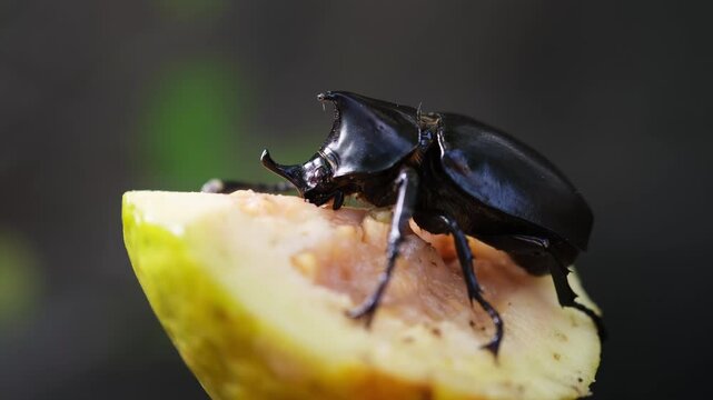 A great tropical rhinoceros beetle with eating. view of hole beetle and head. Beetle in nature. Xylotrupes gideon.