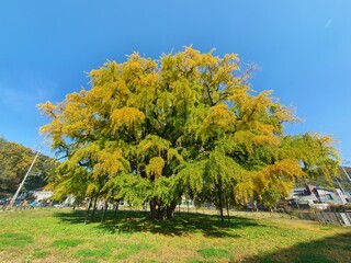 800살의 은행나무