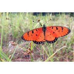 butterfly on a flower