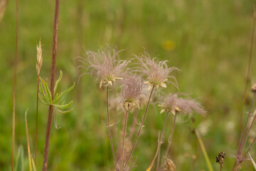 Fluffy Pink Remains Of Flower In Yellowstone