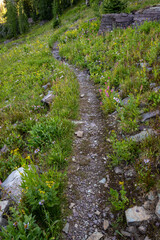 Gravel Covered Trail Cuts Through Open Field Of Wildflowers