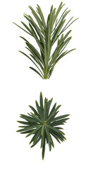 Fototapeta premium An ornamental type of Podocarpus