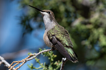 fluffing feathers hummingbird