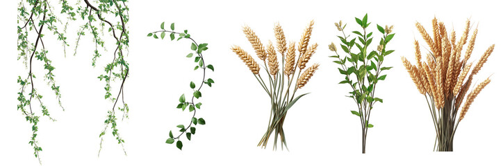 Fototapeta premium collection of various plants including vines, leaves, and wheat. greenery adds fresh touch, while wheat brings rustic feel to any setting. ,PNG Transparency
