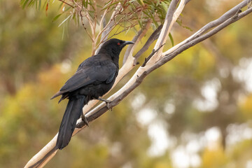 Fototapeta premium White-winged Chough (Corcorax melanorhamphos) perched on a branch. A large, almost completely black bird with a curved beak, a red eye and a large white wing patch which can be seen in flight.