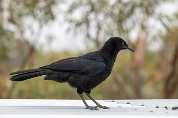 Fototapeta premium White-winged Chough (Corcorax melanorhamphos) perched on a branch. A large, almost completely black bird with a curved beak, a red eye and a large white wing patch which can be seen in flight.