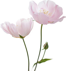 Delicate pink flowers