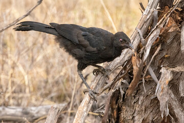 White-winged Chough (Corcorax melanorhamphos) perched on a branch. A large, almost completely black bird with a curved beak, a red eye and a large white wing patch which can be seen in flight.