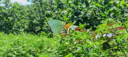 A yellow sulfur butterfly perched on a green leaf