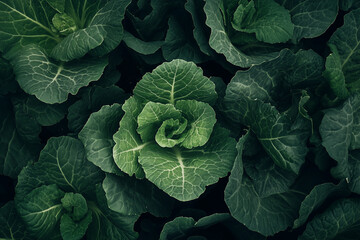 Obraz premium Top view of green leafy vegetables