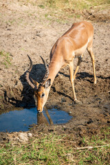The impala or rooibok (Aepyceros melampus) is a medium-sized antelope found in eastern and southern...