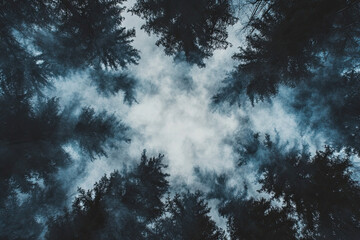 Obraz premium Aerial drone forest survey photograph, top down bird's eye view, woodland trees background, surveying landscape trees