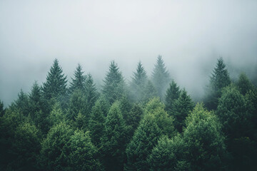 Aerial drone forest survey photograph, top down bird's eye view, woodland trees background, surveying landscape trees