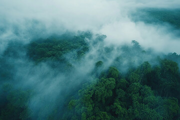 Aerial drone forest survey photograph, top down bird's eye view, woodland trees background, surveying landscape trees