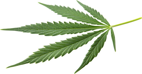 Green cannabis leaf