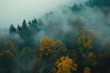 Fototapeta premium Aerial drone forest survey photograph, top down bird's eye view, woodland trees background, surveying landscape trees
