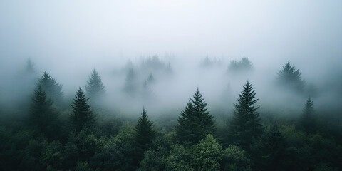 Fototapeta premium Aerial drone forest survey photograph, top down bird's eye view, woodland trees background, surveying landscape trees