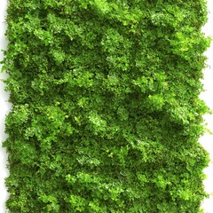 Moss texture, vibrant green, isolated on white background.
