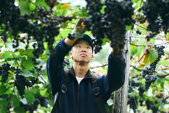 ワイン用の葡萄を収穫する日本の農家