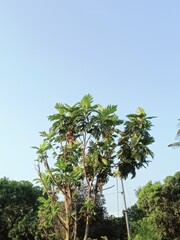Tall Tree Behind Graffiti Covered Brick Wall in Urban Area