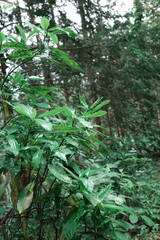 green forest in the forest