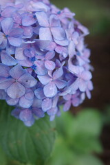 hydrangea