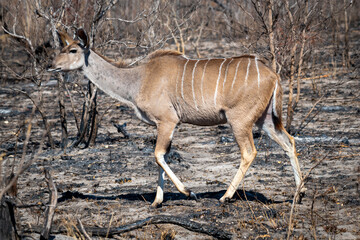 The greater kudu (Tragelaphus strepsiceros) is a large woodland antelope, found throughout eastern and southern Africa. 