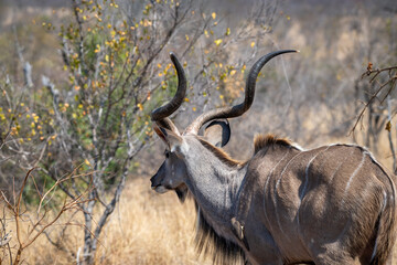 The greater kudu (Tragelaphus strepsiceros) is a large woodland antelope, found throughout eastern and southern Africa.  © Colin Stephenson