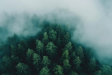 Aerial drone forest survey photograph, top down bird's eye view, woodland trees background, surveying landscape trees