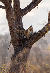 The leopard Panthera pardus is one of the five extant species in the genus Panthera. It has a pale...