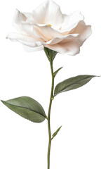 Obraz premium Single white rose