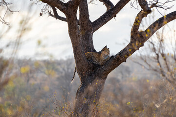 The leopard Panthera pardus is one of the five extant species in the genus Panthera. It has a pale yellowish to dark golden fur with dark spots grouped in rosettes. kruger park, south africa