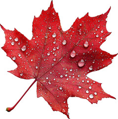 Red leaf with water drops