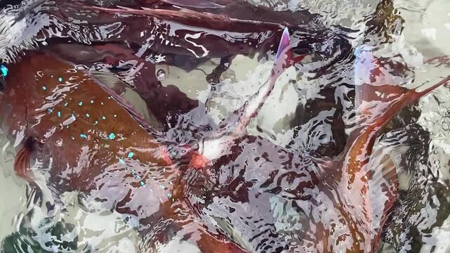 水揚げされた真鯛