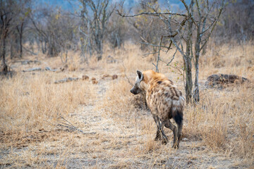 The spotted hyena is a highly successful animal, being the most common large carnivore in Africa....