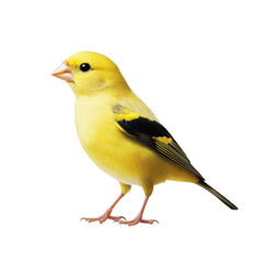Obraz premium Yellow Bird with Black Accents on White Background