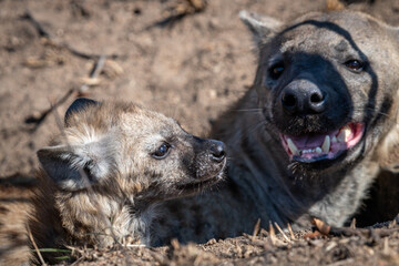 The spotted hyena is a highly successful animal, being the most common large carnivore in Africa....