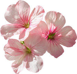 Fototapeta premium Delicate pink flowers