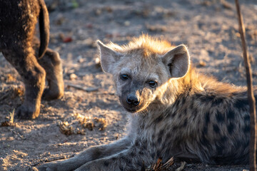 Obraz premium The spotted hyena is a highly successful animal, being the most common large carnivore in Africa. Its success is due in part to its adaptability and opportunism; it is primarily a hunter but may also 