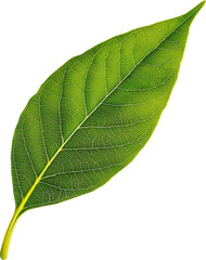Obraz premium Green leaf with veins