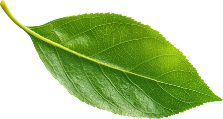 Obraz premium Green leaf closeup