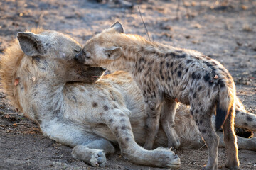 The spotted hyena is a highly successful animal, being the most common large carnivore in Africa. Its success is due in part to its adaptability and opportunism; it is primarily a hunter but may also 