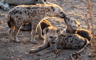 The spotted hyena is a highly successful animal, being the most common large carnivore in Africa....