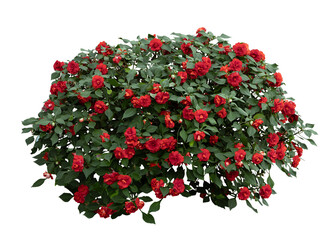 Tropical plant bush shrub red flower green tree isolated on white background. This has clipping path.