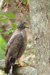 Sri Lankan Birds Of in Yala National Park, Sri Lanka 