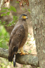 Sri Lankan Birds Of in Yala National Park, Sri Lanka 