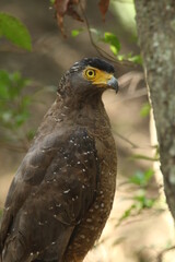 Sri Lankan Birds Of in Yala National Park, Sri Lanka 
