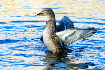 A wild duck on the surface of the water with its wings spread.